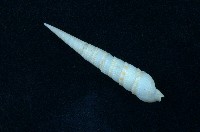 藏品(蒼白筍螺 )的圖片